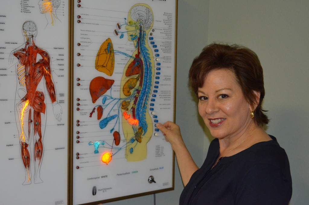 Chiropractic viewbox showing the spine's relationship to the organs.