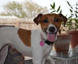 Laci, Luanne's Jack Russell Terrier girl